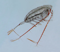 A subarctic copepod species is one of the keystone zooplankton species in the Gulf of Alaska.